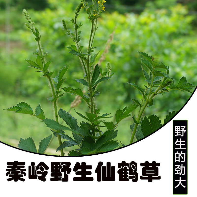 中药材仙鹤草500g新货野生仙鹤草野生龙芽草仙鹤草根仙鹤草粉正品 - 图1