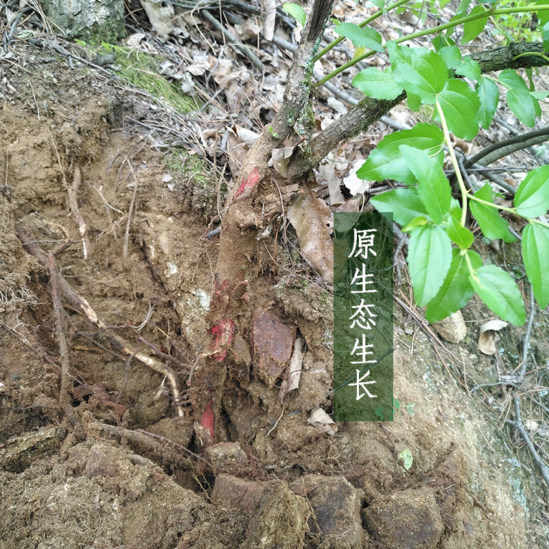 秦岭野生枣树根中药材枣树根枣树皮野枣根酸枣根野生枣树皮老_虎窝淘