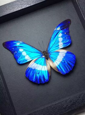 现货| Morpho rhetenor helena光明女神闪蝶A1原蝶未展翅标本进口