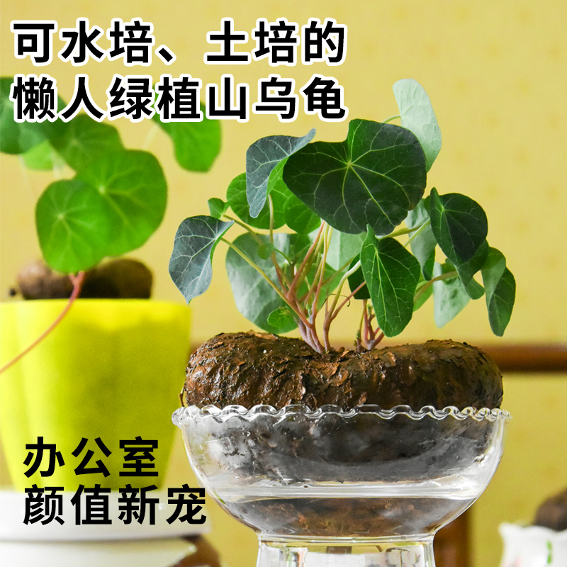 山乌龟植物金不换盆栽红藤血藤水培盆景爬藤室内桌面多肉绿植花卉 - 图0