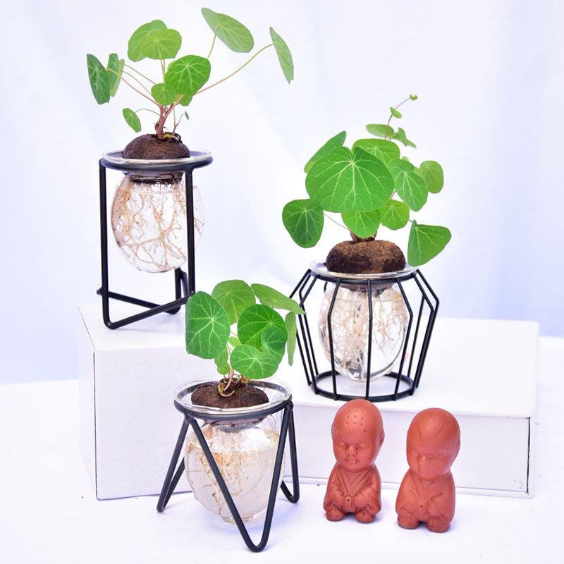 水培绿植山乌龟红藤圆叶金不换盆栽室内办公室防辐射净化空气花卉,淘宝优惠券,粉丝福利购,淘宝优惠卷