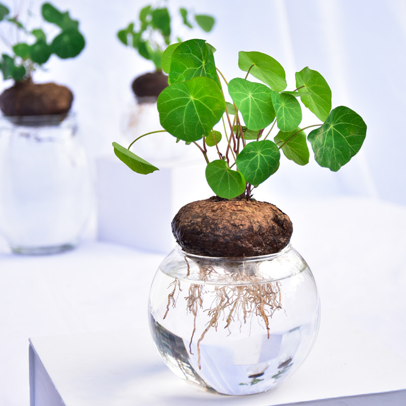 水培绿植山乌龟红藤圆叶金不换盆栽室内办公室防辐射净化空气花卉,淘宝优惠券,粉丝福利购,淘宝优惠卷