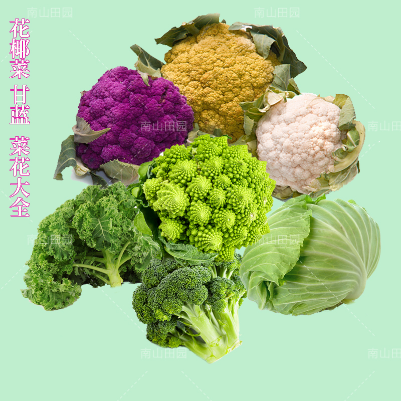 白花椰菜种子宝塔菜绿紫甘蓝松花菜西兰蓝花盆栽大田蔬菜种孑籽苗 南山田园 淘优券 白花椰菜种子宝塔菜绿紫甘蓝松花菜西兰蓝花盆栽大田蔬菜种孑籽苗 南山田园 淘优券