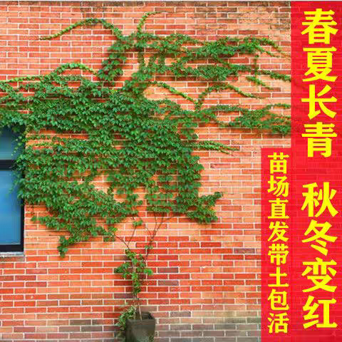 爬山虎庭院观叶爬藤植物四季爬山虎树苗不落叶花卉庭院室外爬墙虎 - 图0