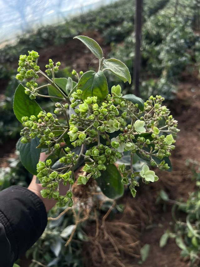 中华木绣球斗球庭院别墅种植耐寒耐热四季种植木本花卉-图0