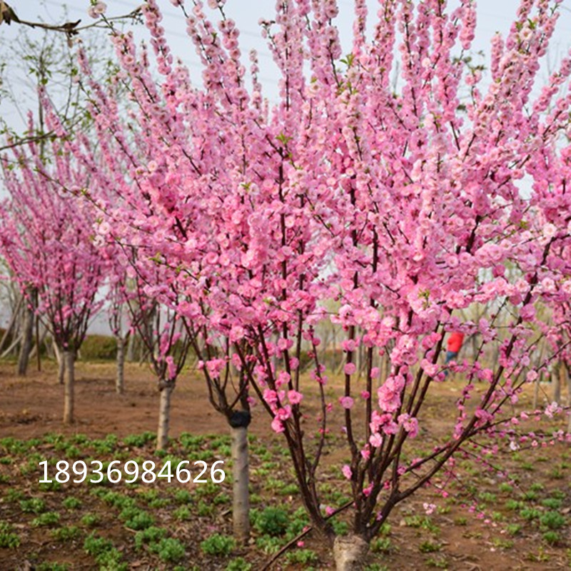 榆叶梅树苗梅花苗嫁接榆叶梅耐寒园林绿化苗木庭院观花植物风景树 - 图1