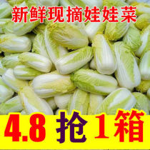 (Selected) Farmers small dolls vegetable farmers self-planting and now hacked with yellow heart dolls cabbage all season cabbage