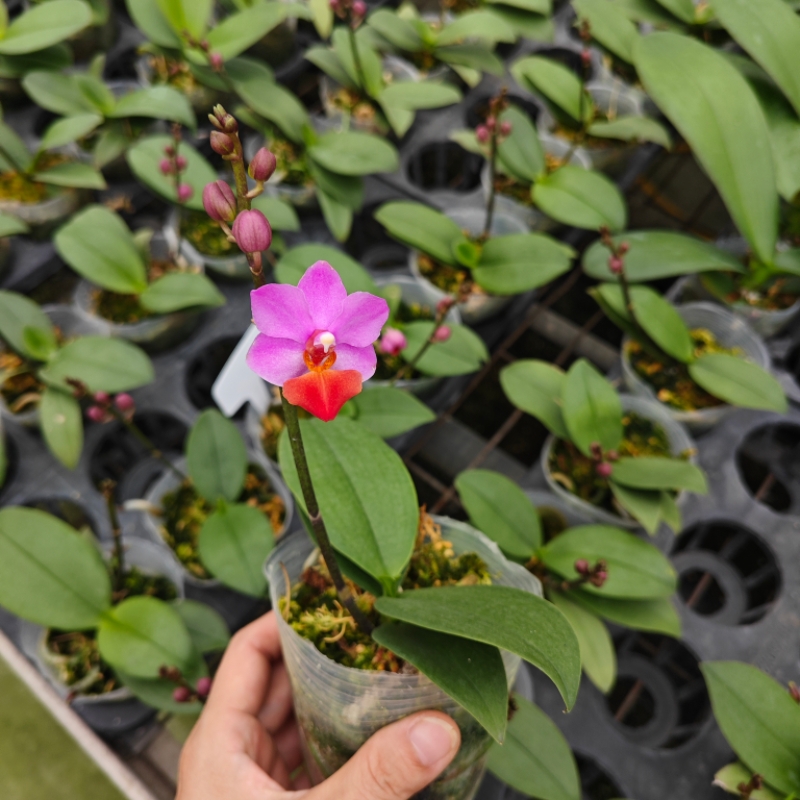 迷你花型蝴蝶兰~小粉蝶~粉红三太子趣味花卉桌面室内盆栽植物好养 - 图3