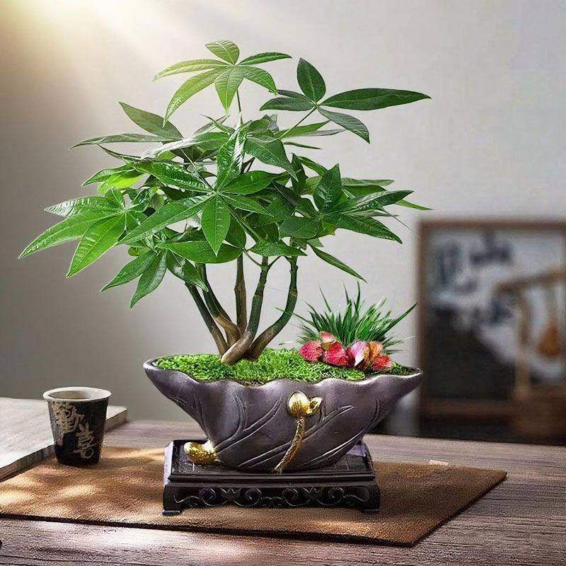 五福临门发财树盆栽创意五辫子造型盆景桌面创意绿植趣味四季常绿,淘宝优惠券,粉丝福利购,淘宝优惠卷