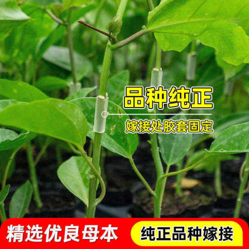 黄金百香果苗百香果嫁接树苗南北方四季种植盆栽不断结果基地直发 - 图1