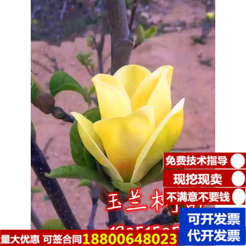 大型庭院玉兰花树苗红玉兰白玉兰树苗盆栽绿化树苗风景树苗景观树-图0