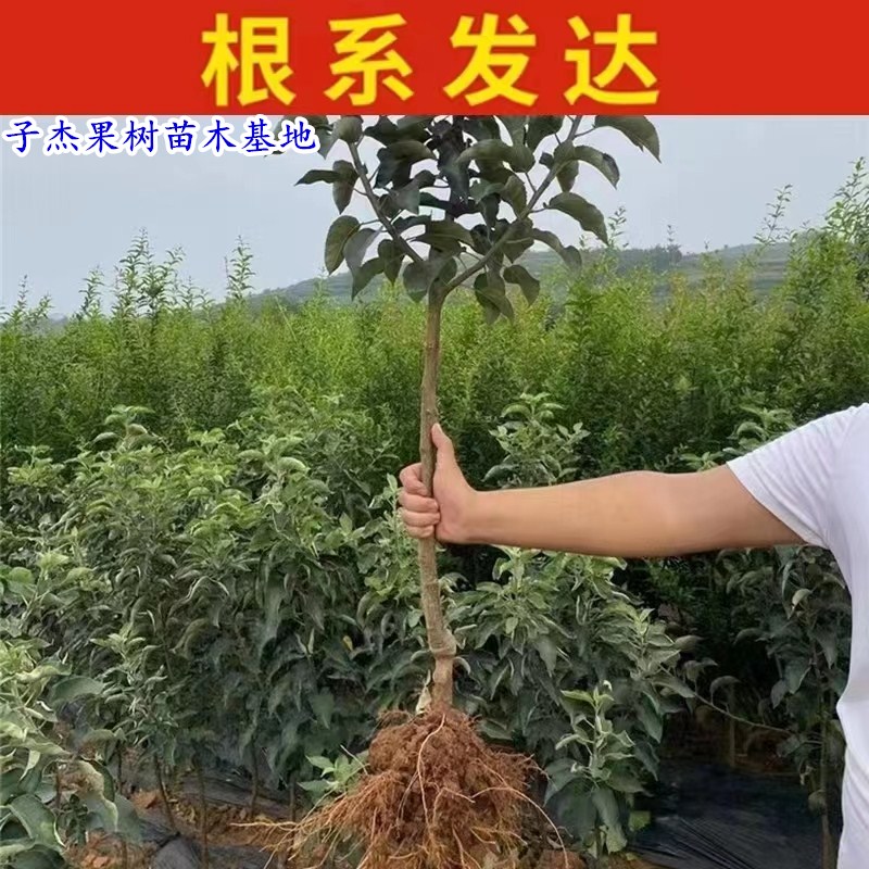 嫁接123小苹果树苗东北耐寒鸡心果沙果树苗盆栽北南方种植当年果 - 图0