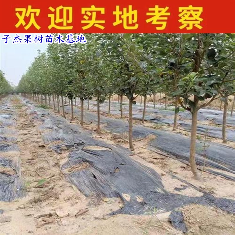 嫁接123小苹果树苗东北耐寒鸡心果沙果树苗盆栽北南方种植当年果 - 图2