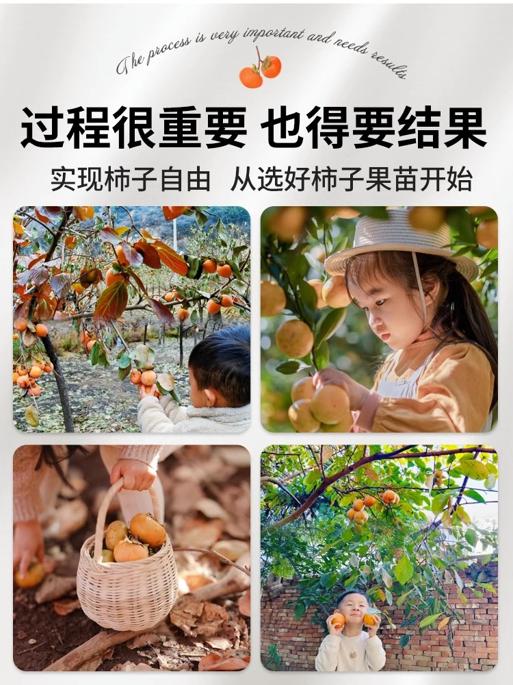 柿子苗树脆甜柿无核柿南北方种植特大庭院地栽当年结果柿子树果苗 - 图3