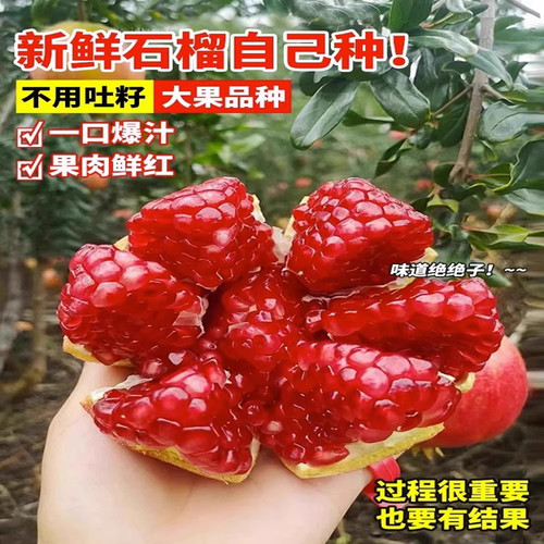 石榴树树苗突尼斯软籽石榴苗盆栽庭院果树特大带土无籽甜石榴树苗 - 图3