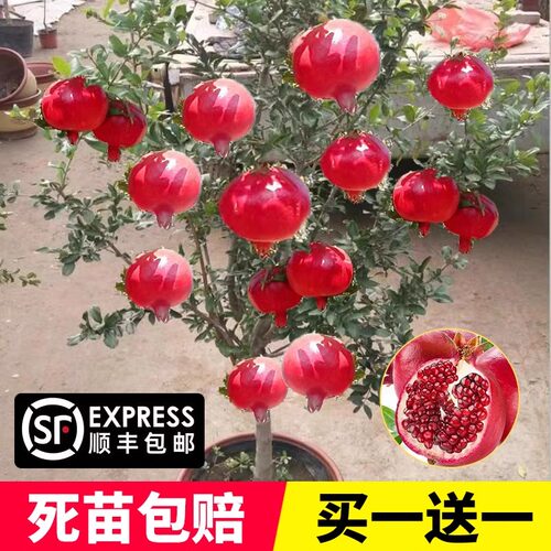 石榴树树苗突尼斯软籽石榴苗盆栽庭院果树特大带土无籽甜石榴树苗 - 图1