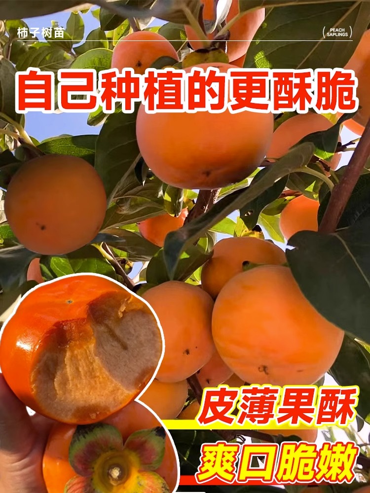 柿子苗树脆甜柿无核柿南北方种植特大庭院地栽当年结果柿子树果苗 - 图2