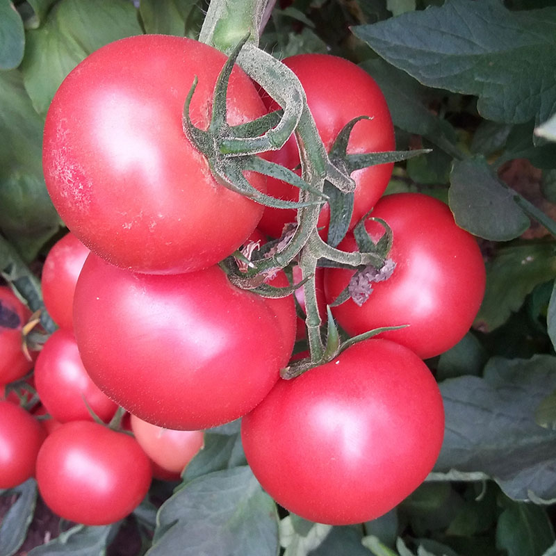 农科院番茄种子草莓水果原味西红柿千禧釜山沙瓤普罗旺斯蔬菜籽孑,淘宝优惠券,粉丝福利购,淘宝优惠卷