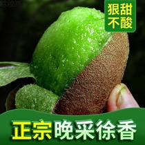 Shaanxi Week to Xu Shanqi Exotic Fruits Ready-to-eat Green Heart Kiwifruit Should Season Fruit Fresh Whole Boxes 5 Cati Shunfeng