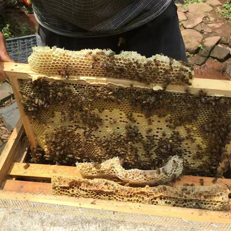 笼蜂工蜂合群蜂 不带王不带箱 中蜂土蜂并群蜂强群补弱群蜜蜂顺丰 - 图3