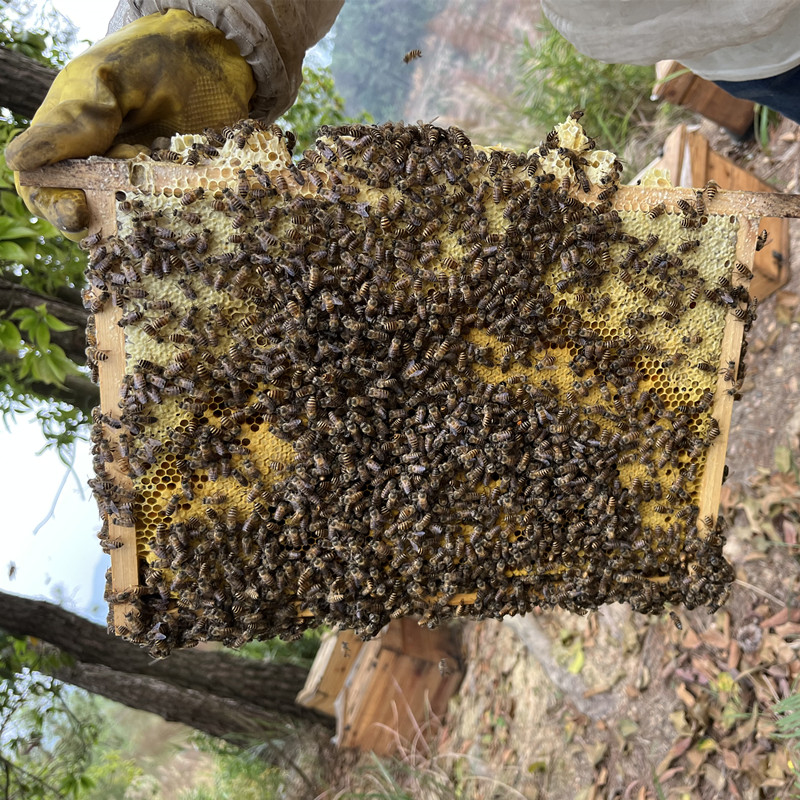 蜂群中蜂笼蜂蜂种授粉蜜蜂中华蜂活体活群出售蜜蜂群带王土蜂养蜂 - 图0