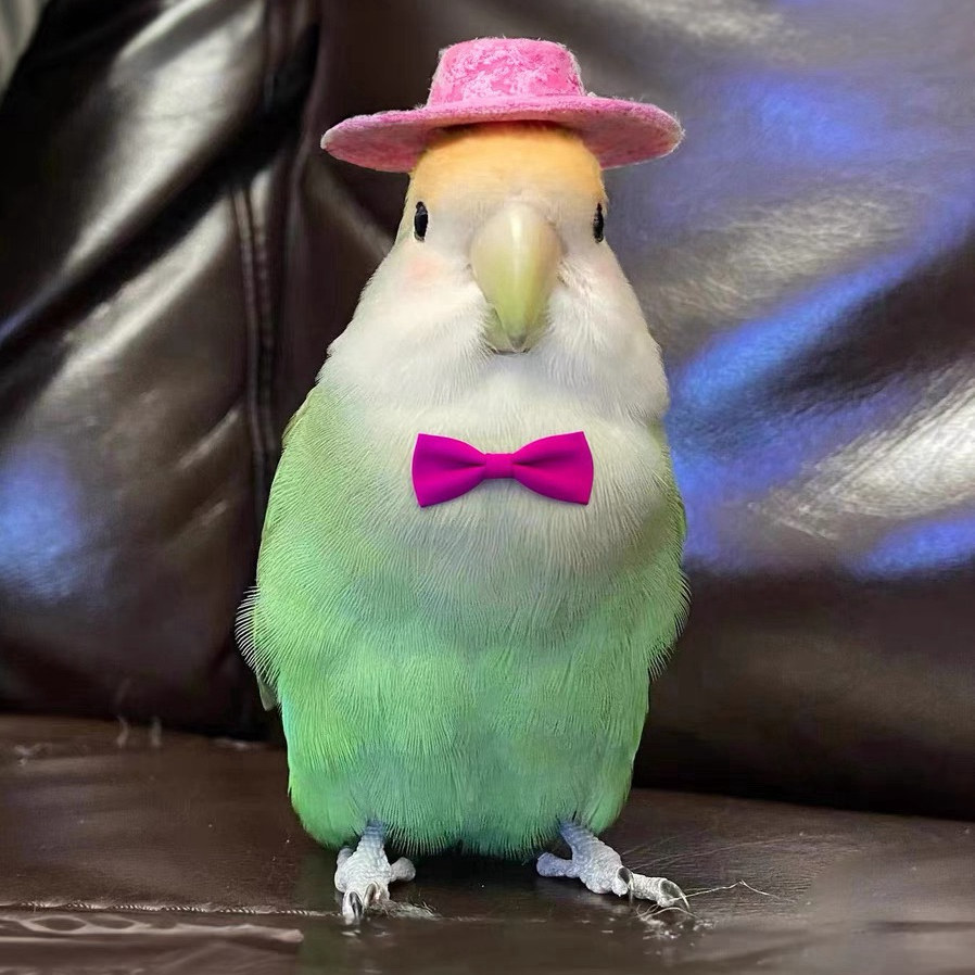 牡丹鹦鹉活鸟活物黄桃绿桃小鸟会学说活的宠物鸟家养成年繁殖,淘宝优惠券,粉丝福利购,淘宝优惠卷