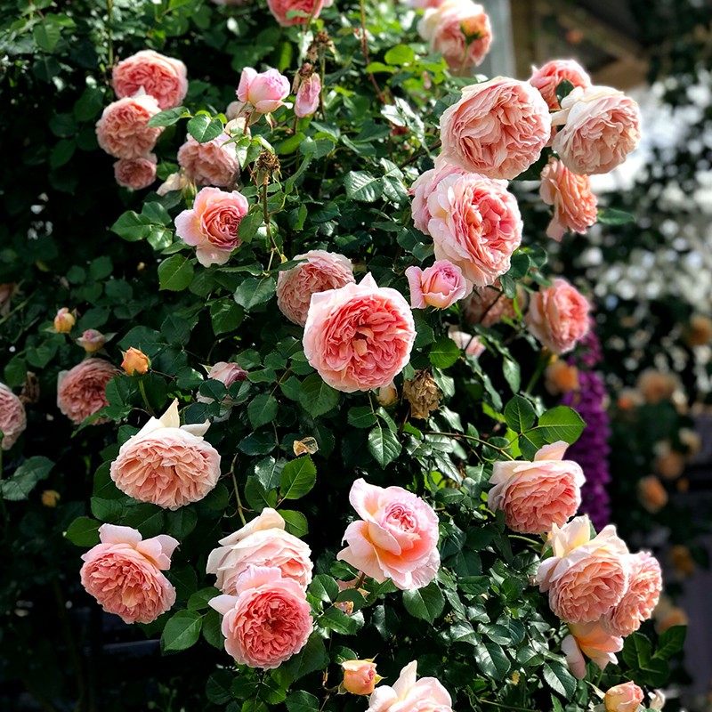 天狼月季亚伯拉罕达比多季浓香大花可藤可灌月季玫瑰盆栽苗,淘宝优惠券,粉丝福利购,淘宝优惠卷
