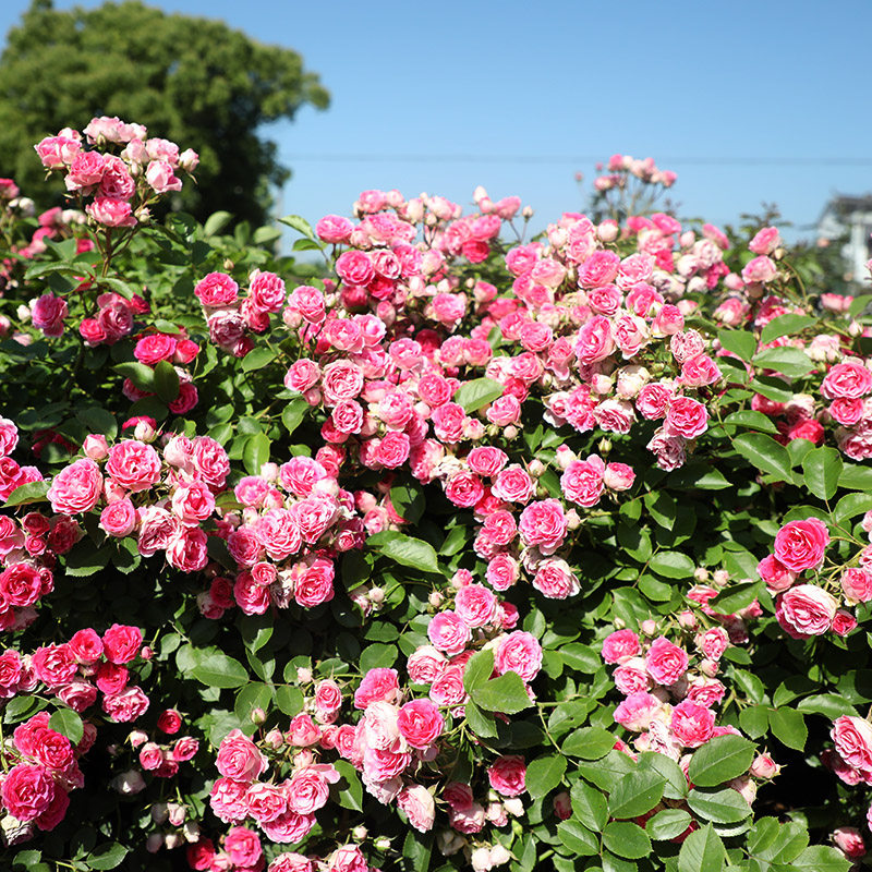 天狼月季胭脂扣国产自育月季玫瑰 粉色淡香攀援藤本月季,淘宝优惠券,粉丝福利购,淘宝优惠卷