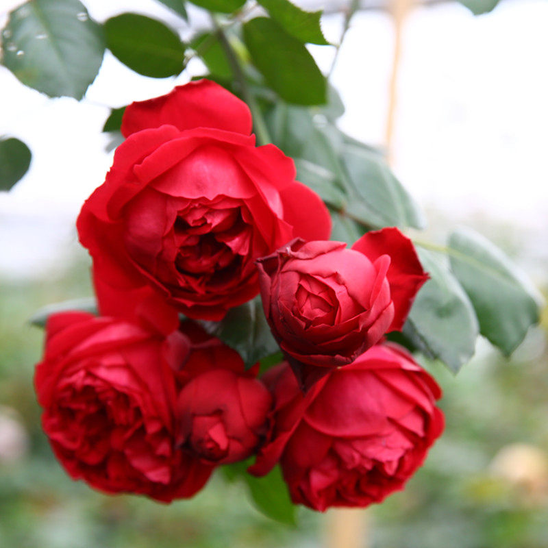 天狼月季红色龙沙宝石多季大花爬藤藤本月季玫瑰盆栽苗大红玫瑰,淘宝优惠券,粉丝福利购,淘宝优惠卷