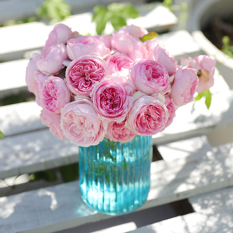 天狼非自育月季合集庭院阳台植物玫瑰盆栽花苗家庭园艺爱莎茶花女,淘宝优惠券,粉丝福利购,淘宝优惠卷