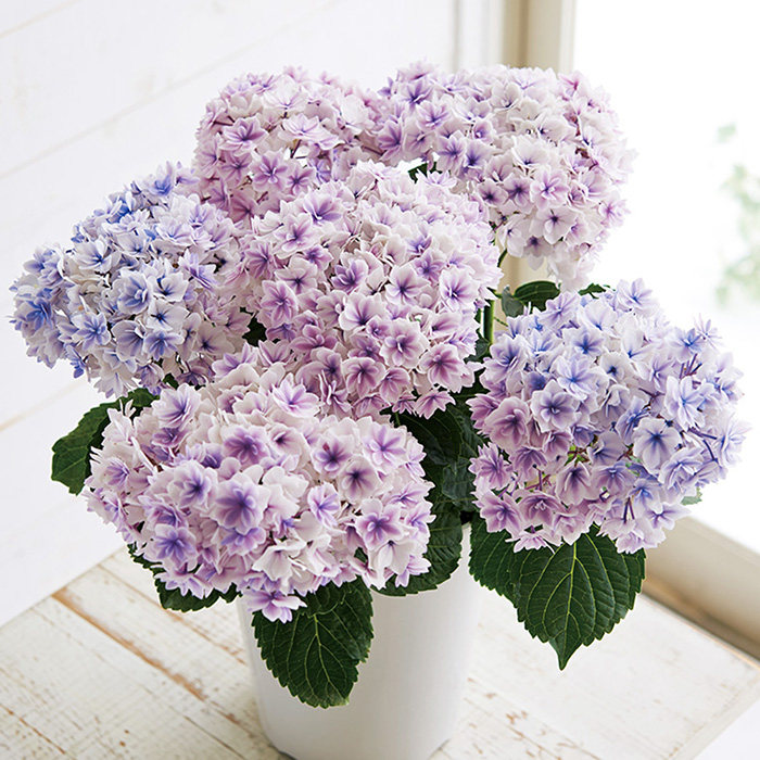 天狼绣球盆栽苗庭院阳台易养大花观花植物花卉无尽夏安妮公主佳澄,淘宝优惠券,粉丝福利购,淘宝优惠卷