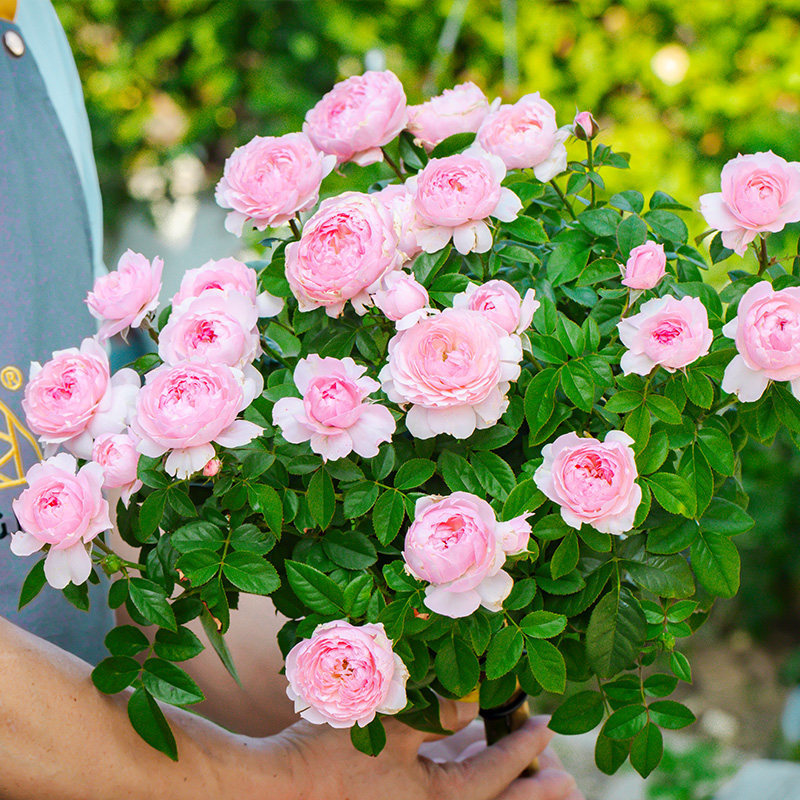 天狼非自育月季合集庭院阳台植物玫瑰盆栽花苗家庭园艺爱莎茶花女,淘宝优惠券,粉丝福利购,淘宝优惠卷