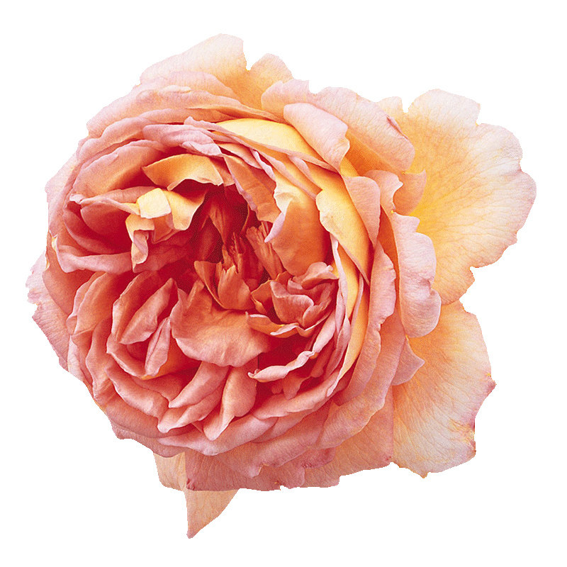 天狼月季亚伯拉罕达比多季浓香大花可藤可灌月季玫瑰盆栽苗,淘宝优惠券,粉丝福利购,淘宝优惠卷