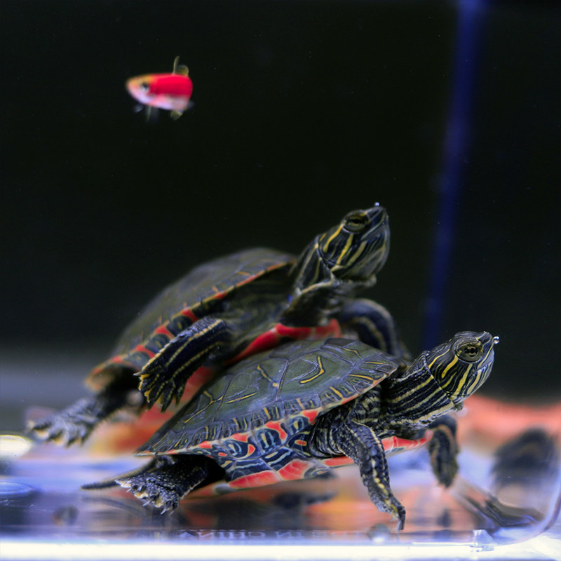 东锦龟苗红腹西锦龟深水龟鱼缸混养小乌龟活物东部锦龟南锦宠物龟,淘宝优惠券,粉丝福利购,淘宝优惠卷