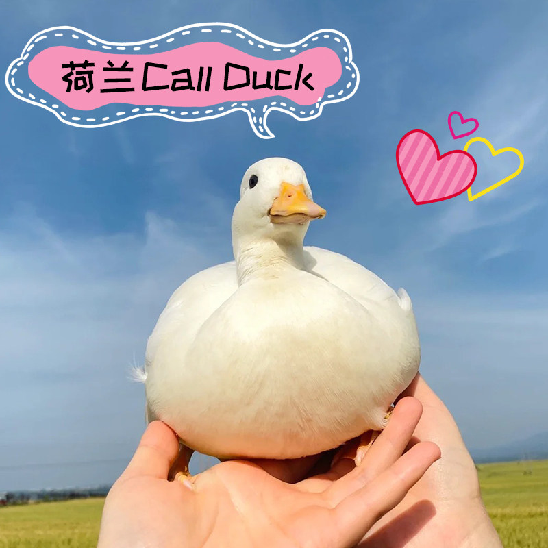 柯尔鸭活宠物柯尔鸭纯种正宗可达鸭活苗小黄鸭子活的科尔鸭小幼苗,淘宝优惠券,粉丝福利购,淘宝优惠卷