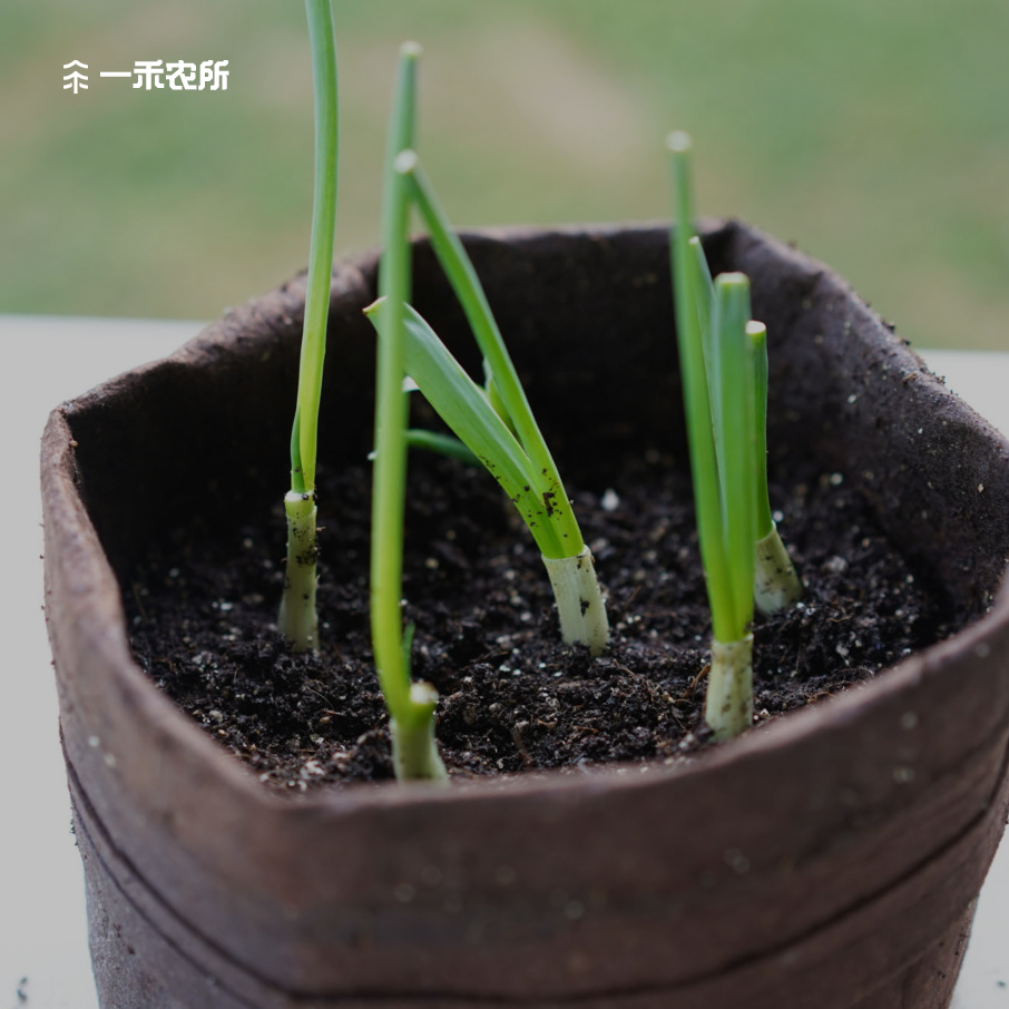 葱种香葱种葱头葱头种葱红葱头小香葱种籽小葱种籽四季葱种火葱头 - 图3