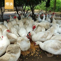 Farmhouse red face Duck Scattered earth Ducks Whole Flying Duck Clean Water Duck Valley Keeper Duck Fresh Raw Duck Meat Live