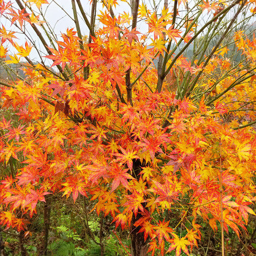 日本枫树秋华枫树树苗 阳台盆栽 花园盆景 庭院绿植枫树 日本红枫,淘宝优惠券,粉丝福利购,淘宝优惠卷