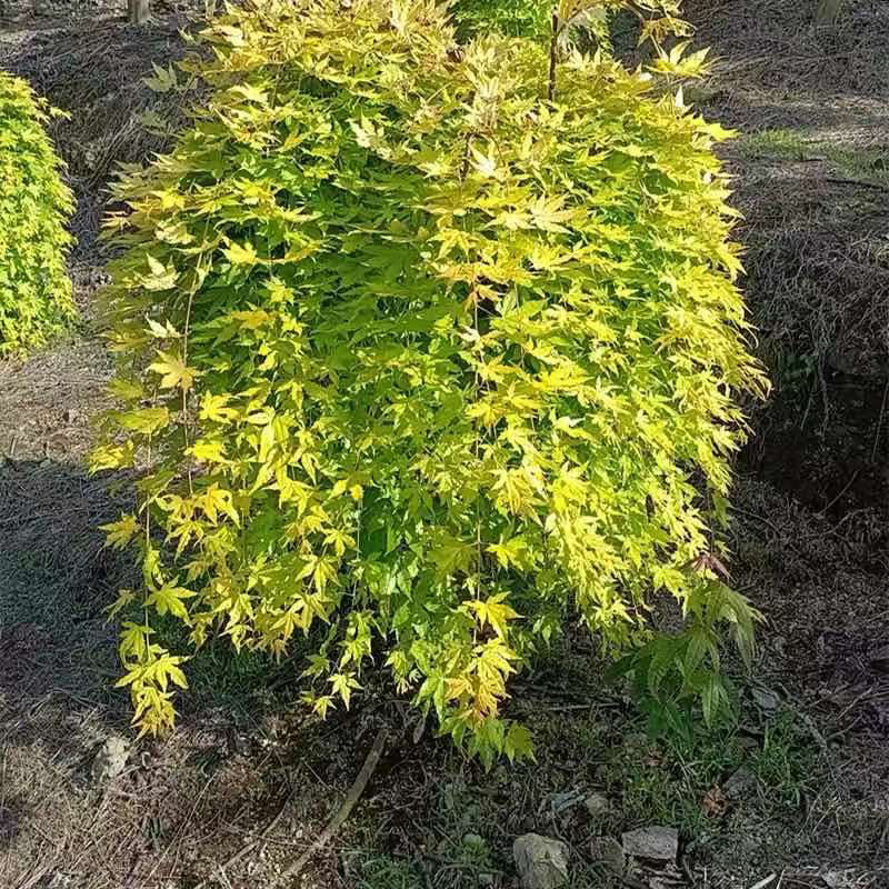 黄金流泉枫树盆栽阳台花园植物-图2