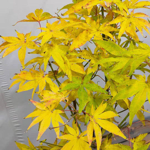 日本枫树秋华枫树树苗 阳台盆栽 花园盆景 庭院绿植枫树 日本红枫,淘宝优惠券,粉丝福利购,淘宝优惠卷