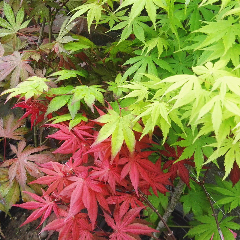 黄八丈枫树大叶槭树山红叶纪念树庭院植物花园主树_虎窝淘