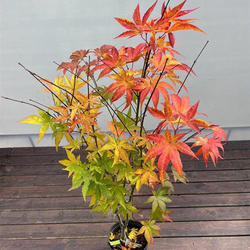 日本枫树秋华枫树树苗 阳台盆栽 花园盆景 庭院绿植枫树 日本红枫,淘宝优惠券,粉丝福利购,淘宝优惠卷