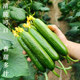 Four seasons fruit cucumber seedlings seedlings seedlings seedlings Vegetable seedlings potted ballast high -yield green melon sweet melon honey seed seed seedlings