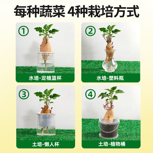 【布好玩_蔬菜根茎种植】幼儿园自然角儿童土培水培植物生长观察 - 图2