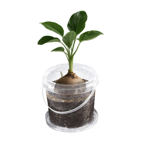 【布好玩_蔬菜根茎种植】幼儿园自然角儿童土培水培植物生长观察 - 图3