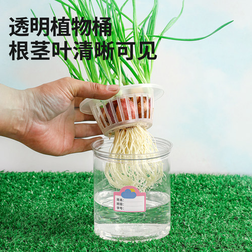 【布好玩_蔬菜根茎种植】幼儿园自然角儿童土培水培植物生长观察 - 图1