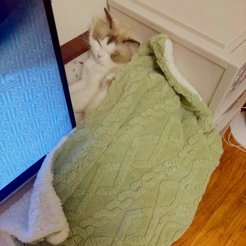 猫咪被子睡垫猫窝猫狗垫子加绒加厚保暖家居毯宠物毛毯秋冬保暖,淘宝优惠券,粉丝福利购,淘宝优惠卷