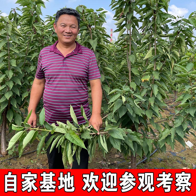 绿丰矮化车厘子树苗大樱桃树樱桃苗果树果苗南方北方种植盆栽地栽