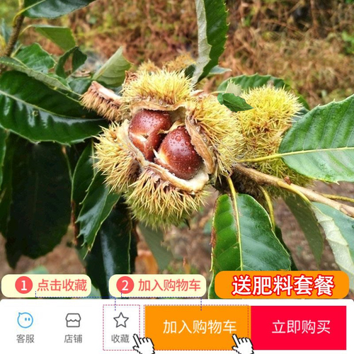 板栗苗树嫁接地栽南方北方种植大红袍当年结果特大板栗树果树果苗