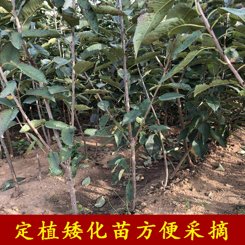 嫁接红蜜樱桃苗大樱桃树苗剔透地栽樱桃树苗南北方种植当年结果 - 图2